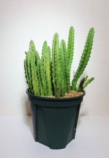多肉植物　スタペリア犀角（スタペリアサイカク）