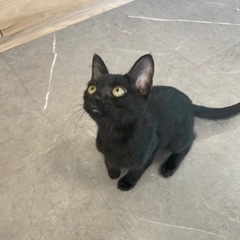 トライアル決定！人懐っこい甘えん坊の黒猫メロくんの画像