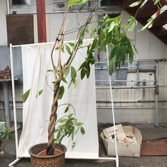 観葉植物　パキラ　2mくらい　育てていただける方へ