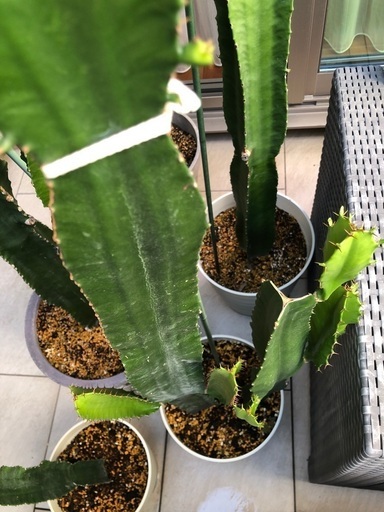 楽しみがいっぱいの柱サボテン2本寄せ植え - ガーデニング