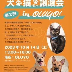 明日10月14日　犬猫譲渡会開催