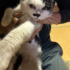 人懐っこい白黒ねこ - 里親募集