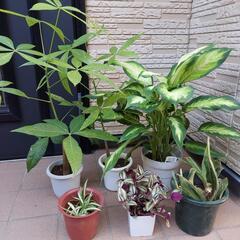 育ててください　観葉植物6鉢　パキラ