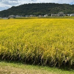 有機肥料栽培新米ヒノヒカリ30キロ