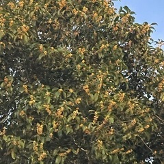 金木犀の枝花