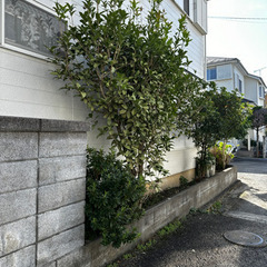 駆け出し植木屋です！庭木でお困りの方のお手伝いがしたいです！