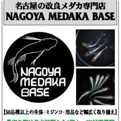 4/14日(日)人気の「改良メダカ販売」‼️名古屋改良めだか直売所！ - 地元のお店