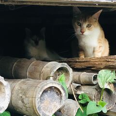 寒くなる前に新しい家族を見つけたいです！