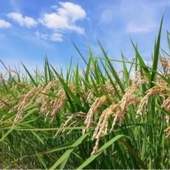 🉐良食味🉐清流で育てた中山間地米✨佐賀県産さとじまん✨玄米10kg✨③
