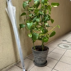 観葉植物　ポトス　インテリア