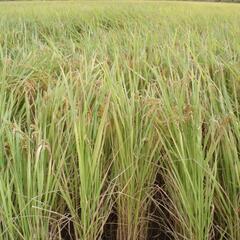 新米自家用農薬未使用玄米３０ｋｇジャンボタニシ栽培令和５年産限定5袋