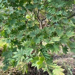 コハウチワカエデ　もみじ　ガーデニング　庭木　植栽