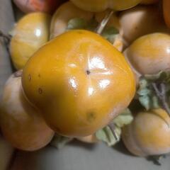 ★無農薬★柿の中で1番甘い富有柿  甘さの証ゴマ入り 5キロ