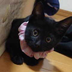 可愛い黒猫メイちゃん
