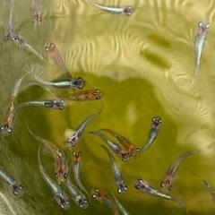 ④ オーロラ黄ラメ体外光　幼魚