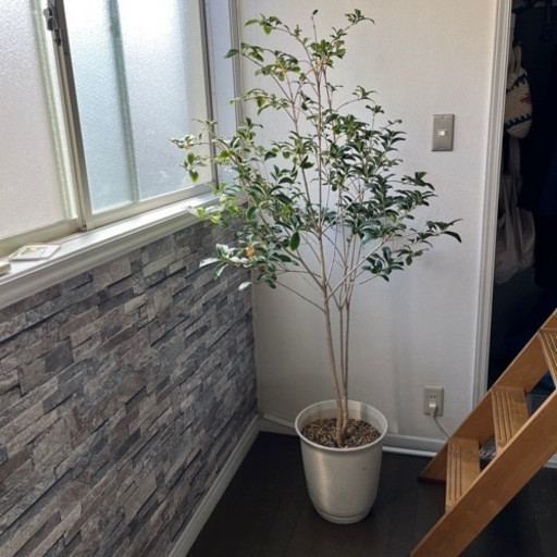キンモクセイ　きんもくせい　金木犀　鉢植え