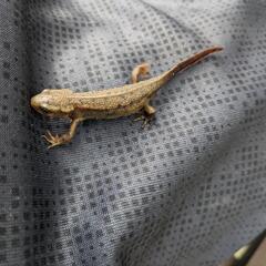 珍　アカハライモリ　色彩変異個体　茶系　ガラ有り