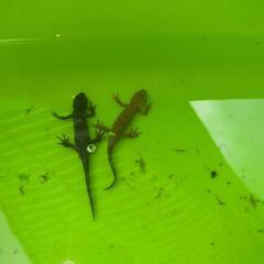 珍　アカハライモリ　色彩変異個体　茶系　ガラ有り