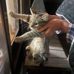 子猫　男の子⭐️ ワクチン接種します！