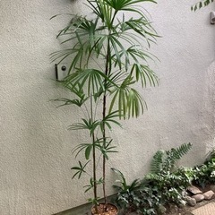 🪴棕櫚竹(シュロチク)観葉植物3　　2本立ち(大1中1 )