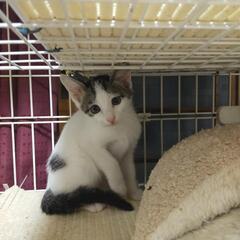 🐱猫雑貨店で保護猫譲渡会🐱 − 大分県