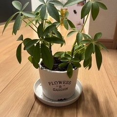 カポック　観葉植物