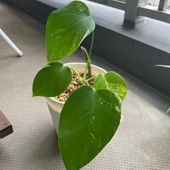 観葉植物　斑入りヒメモンステラ