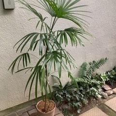 🌱棕櫚竹（シュロ竹）観葉植物　2本立ち(中1小1)