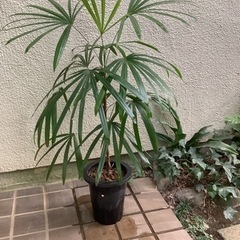 🌱棕櫚竹（シュロ竹）観葉植物　1本立ち