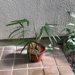🪴棕櫚竹(シュロチク)観葉植物　子株