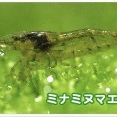 ミナミヌマエビ　15匹✨　数量限定