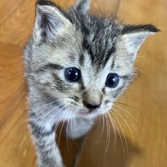 元気いっぱい！とってもかわいい子猫ちゃん達 - 猫