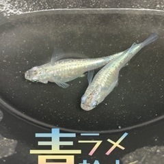 ◇青ラメ幹之メダカ◇1ペア300円◇