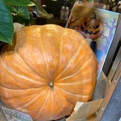 すごくおっきいかぼちゃ