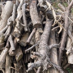 薪　小枝と杉の葉付き