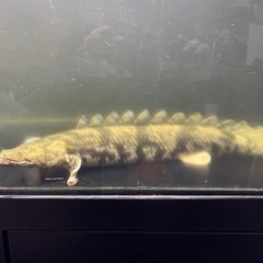 ワイルドエンドリケリー　熱帯魚