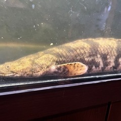 ワイルドエンドリケリー　熱帯魚