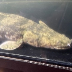 ワイルドエンドリケリー　熱帯魚