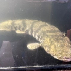 ワイルドエンドリケリー　熱帯魚