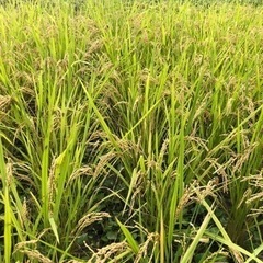 稲刈り　無農薬無肥料　自然栽培米　朝日米
