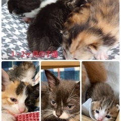 1〜2ヶ月のかわいい子猫ちゃん♪