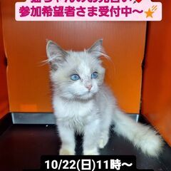 10/22(日)譲渡会。7月生ラグドール(⋈◍＞◡＜◍)。✧♡