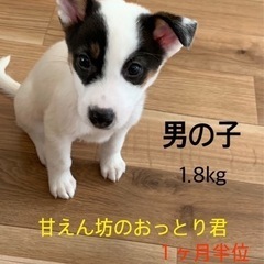 mix 仔犬たち - 土浦市