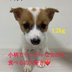 mix 仔犬たち