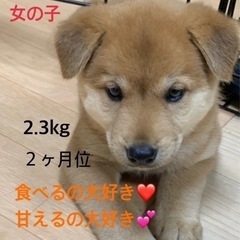 mix 仔犬たち - 犬