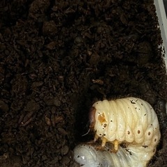 カブトムシ幼虫2匹