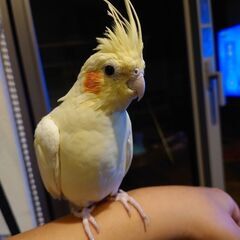 オカメインコ　里親さん決まりました