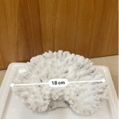 ミドリイシ　珊瑚