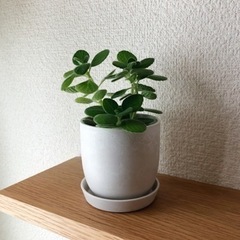 観葉植物　アロマティカス①　13cm　白いおしゃれな2号の鉢と受...