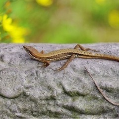 カナヘビを探してます